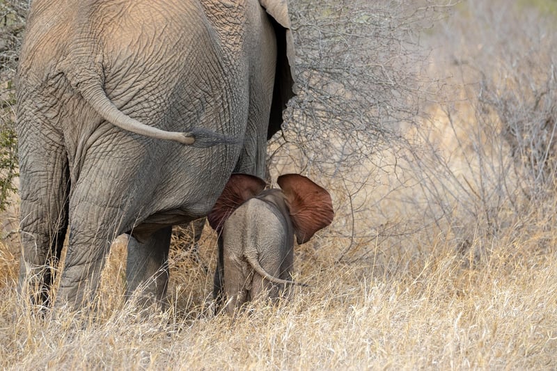 Elephant in nature